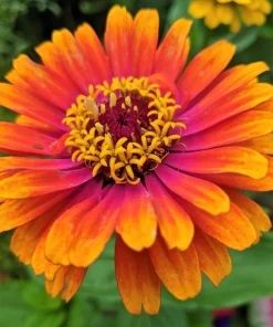 50 Sombrero Zinnia Seeds - Bicolor Orange Red Yellow Flowers for Full Sun - Image 6