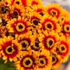 50 Sombrero Zinnia Seeds - Bicolor Orange Red Yellow Flowers for Full Sun - Image 1