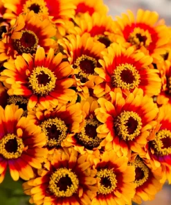 50 Sombrero Zinnia Seeds - Bicolor Orange Red Yellow Flowers for Full Sun - Image 1