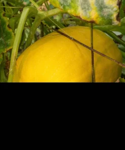 50 Spaghetti Squash Seeds - Winter Cucurbita Pepo Vegetable Seeds - Image 3