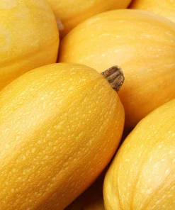 50 Spaghetti Squash Seeds - Winter Cucurbita Pepo Vegetable Seeds - Image 5