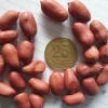 50 Spanish Peanut Seeds for Planting - High Germination Rate, Non-GMO, Outdoor - Image 1