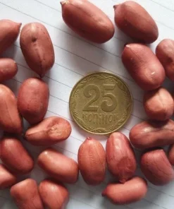 50 Spanish Peanut Seeds for Planting - High Germination Rate, Non-GMO, Outdoor - Image 1