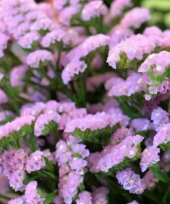 50 Statice Sinuata Sea Lavender Seeds - Pacific Mix Flower Seeds - Image 10