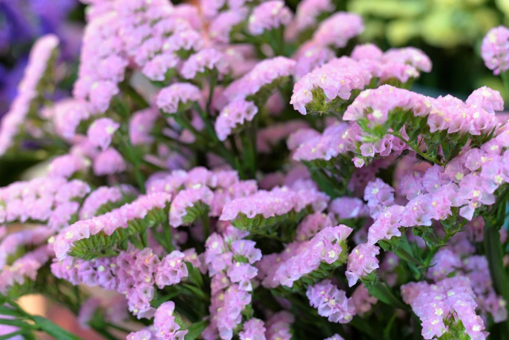 50 Statice Sinuata Sea Lavender Seeds - Pacific Mix Flower Seeds - Image 10