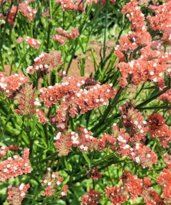 50 Statice Sinuata Sea Lavender Seeds - Pacific Mix Flower Seeds - Image 12