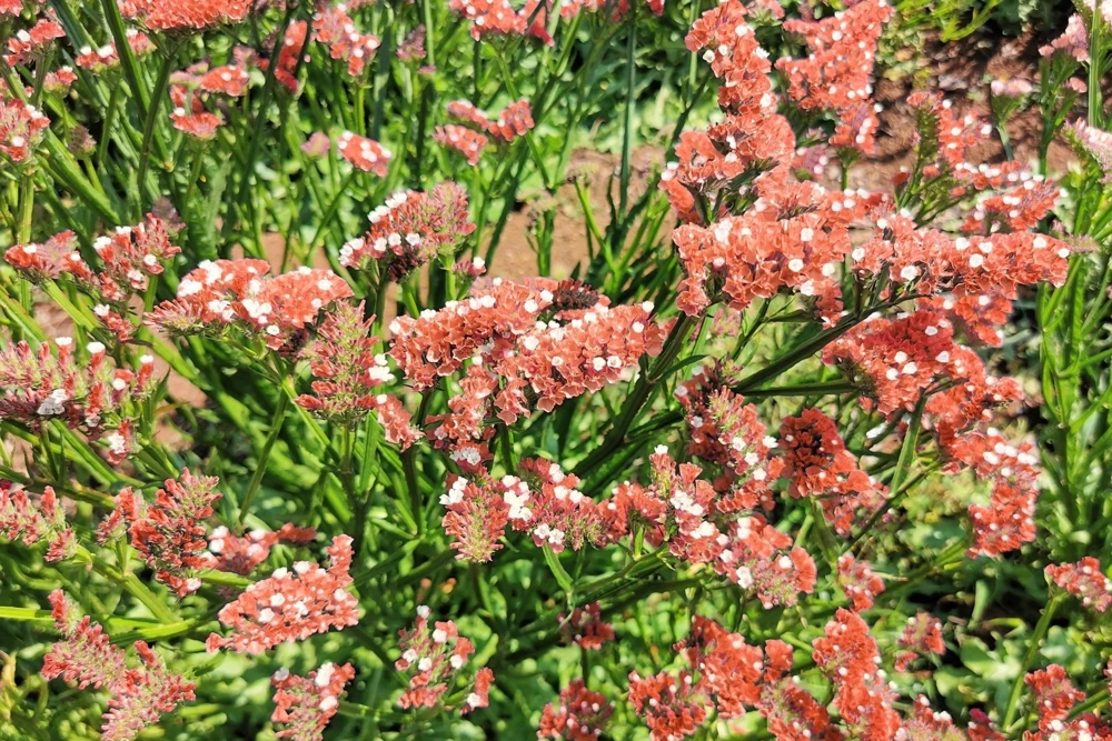 50 Statice Sinuata Sea Lavender Seeds - Pacific Mix Flower Seeds - Image 12
