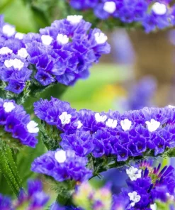 50 Statice Sinuata Sea Lavender Seeds - Pacific Mix Flower Seeds - Image 13