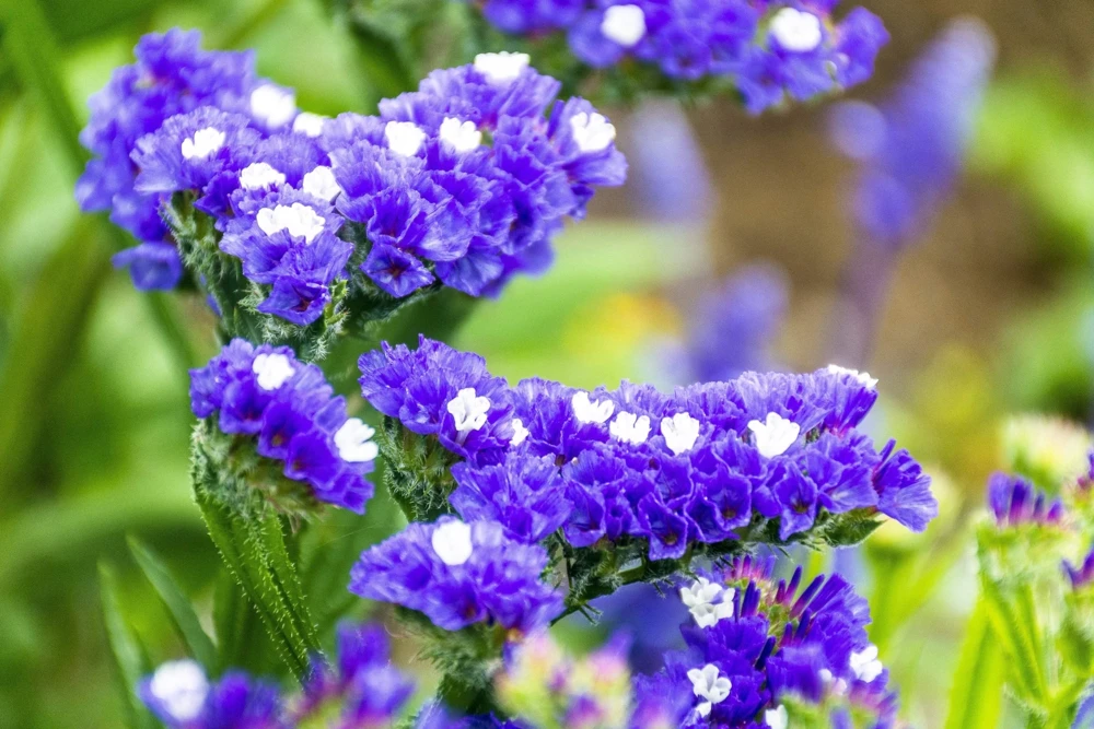 50 Statice Sinuata Sea Lavender Seeds - Pacific Mix Flower Seeds - Image 13
