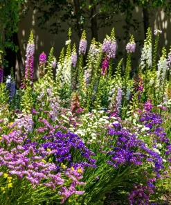 50 Statice Sinuata Sea Lavender Seeds - Pacific Mix Flower Seeds - Image 14