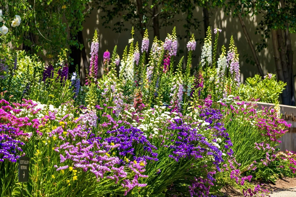 50 Statice Sinuata Sea Lavender Seeds - Pacific Mix Flower Seeds - Image 14