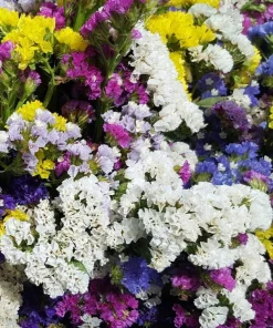 50 Statice Sinuata Sea Lavender Seeds - Pacific Mix Flower Seeds - Image 3