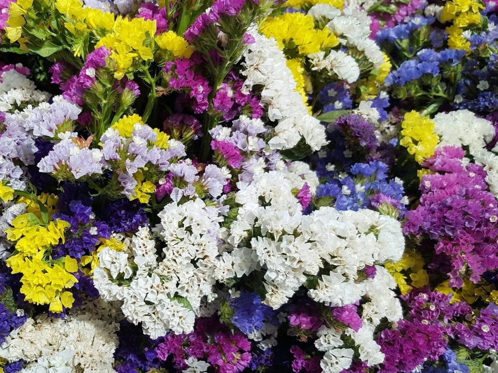 50 Statice Sinuata Sea Lavender Seeds - Pacific Mix Flower Seeds - Image 3
