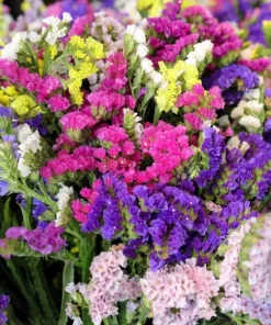 50 Statice Sinuata Sea Lavender Seeds - Pacific Mix Flower Seeds - Image 6