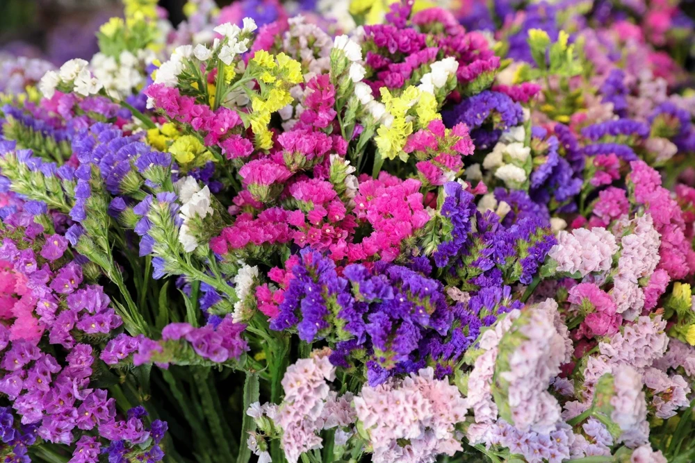 50 Statice Sinuata Sea Lavender Seeds - Pacific Mix Flower Seeds - Image 6