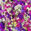 50 Statice Sinuata Sea Lavender Seeds - Pacific Mix Flower Seeds - Image 1