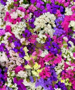 50 Statice Sinuata Sea Lavender Seeds - Pacific Mix Flower Seeds - Image 1