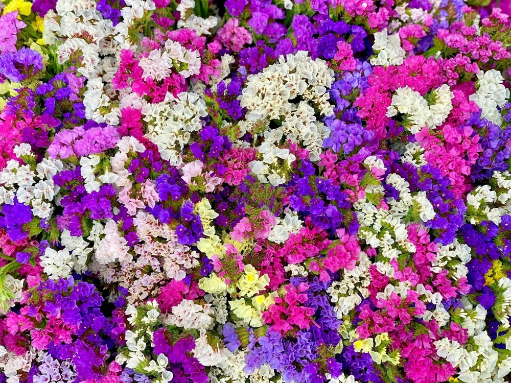 50 Statice Sinuata Sea Lavender Seeds - Pacific Mix Flower Seeds - Image 1