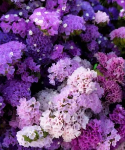 50 Statice Sinuata Sea Lavender Seeds - Pacific Mix Flower Seeds - Image 7