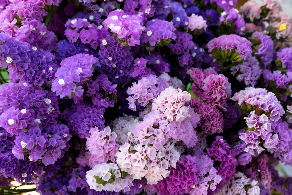 50 Statice Sinuata Sea Lavender Seeds - Pacific Mix Flower Seeds - Image 7