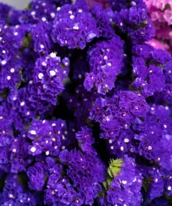 50 Statice Sinuata Sea Lavender Seeds - Pacific Mix Flower Seeds - Image 8
