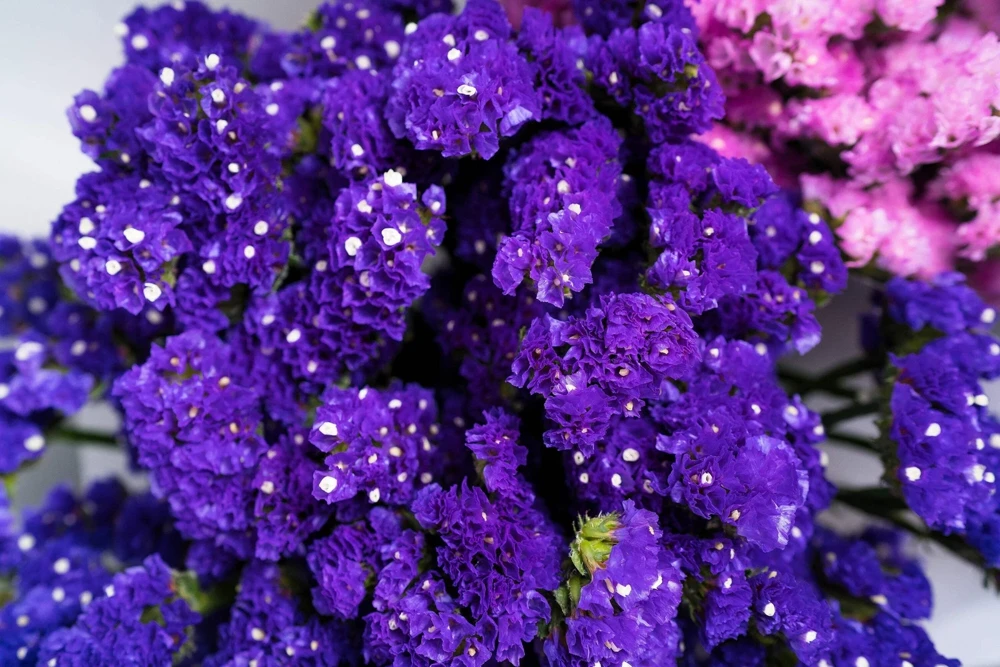 50 Statice Sinuata Sea Lavender Seeds - Pacific Mix Flower Seeds - Image 8
