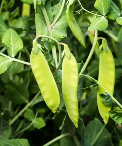 50 Sugar Pod II Pea Seeds - Pisum Sativum Macrocarpon Vegetable Seeds Outdoor - Image 2