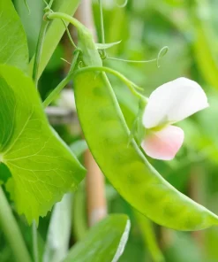 50 Sugar Pod II Pea Seeds - Pisum Sativum Macrocarpon Vegetable Seeds Outdoor - Image 4