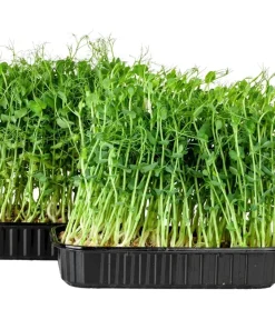 50 Sugar Pod II Pea Seeds - Pisum Sativum Macrocarpon Vegetable Seeds Outdoor - Image 5
