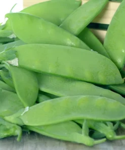 50 Sugar Pod II Pea Seeds - Pisum Sativum Macrocarpon Vegetable Seeds Outdoor - Image 1
