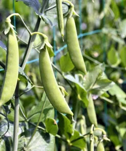 50 Super Sugar Snap Pea Seeds - Pisum Sativum Macrocarpon Vegetable Seeds - Image 2