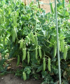 50 Super Sugar Snap Pea Seeds - Pisum Sativum Macrocarpon Vegetable Seeds - Image 3