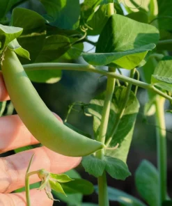 50 Super Sugar Snap Pea Seeds - Pisum Sativum Macrocarpon Vegetable Seeds - Image 4