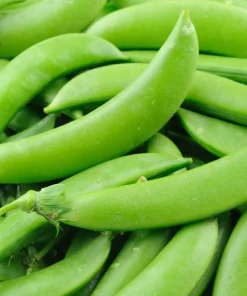 50 Super Sugar Snap Pea Seeds - Pisum Sativum Macrocarpon Vegetable Seeds - Image 5