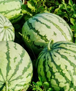 50 TenderSweet Orange Watermelon Seeds - Citrullus Lanatus Fruit Melon - Image 10