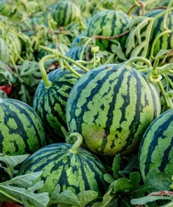 50 TenderSweet Orange Watermelon Seeds - Citrullus Lanatus Fruit Melon - Image 2