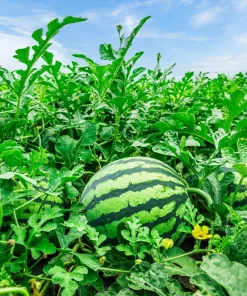 50 TenderSweet Orange Watermelon Seeds - Citrullus Lanatus Fruit Melon - Image 8