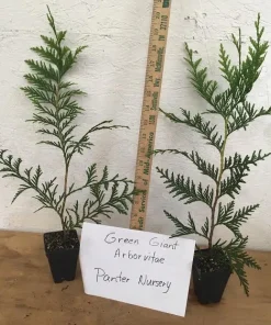 50 Thuja Green Giant Arborvitae Live Plants – 2.5 inch Pots, 6-12 inch Tall – Outdoor Privacy Hedge - Image 2