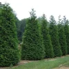 50 Thuja Green Giant Arborvitae Live Plants – 2.5 inch Pots, 6-12 inch Tall – Outdoor Privacy Hedge - Image 1