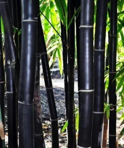 50 Timor Black Bamboo Seeds - Clumping Privacy Screen, Exotic Shade Plant, Perennial - Image 2