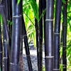 50 Timor Black Bamboo Seeds - Clumping Privacy Screen, Exotic Shade Plant, Perennial - Image 1