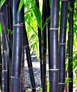 50 Timor Black Bamboo Seeds - Clumping Privacy Screen, Exotic Shade Plant, Perennial - Image 1
