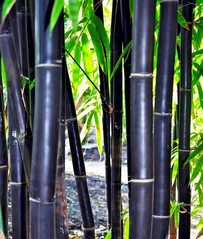 50 Timor Black Bamboo Seeds - Clumping Privacy Screen, Exotic Shade Plant, Perennial - Image 1