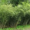 50 Umbrella Bamboo Seeds - Clumping, Privacy Screen, Exotic Garden - Image 1