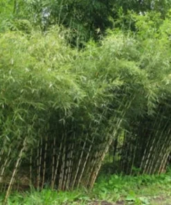 50 Umbrella Bamboo Seeds - Clumping, Privacy Screen, Exotic Garden - Image 1