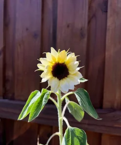 50 Vanilla Ice Sunflower Seeds - Two Tone Light Yellow Helianthus Annuus - Image 10