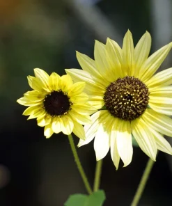 50 Vanilla Ice Sunflower Seeds - Two Tone Light Yellow Helianthus Annuus - Image 2