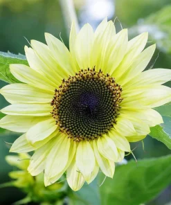 50 Vanilla Ice Sunflower Seeds - Two Tone Light Yellow Helianthus Annuus - Image 3