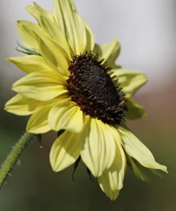 50 Vanilla Ice Sunflower Seeds - Two Tone Light Yellow Helianthus Annuus - Image 4