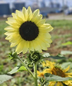 50 Vanilla Ice Sunflower Seeds - Two Tone Light Yellow Helianthus Annuus - Image 5